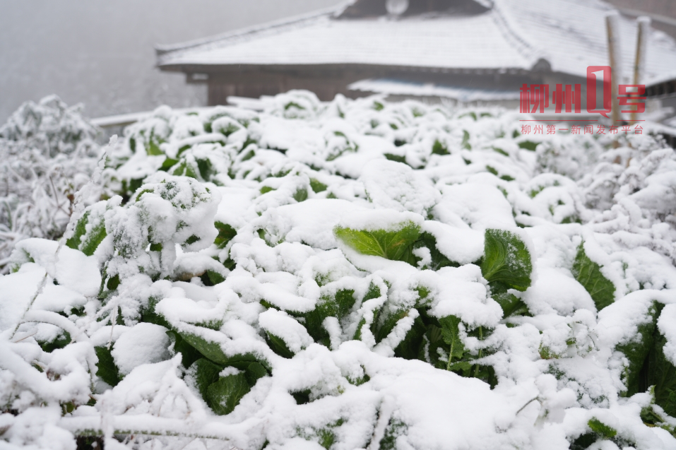 看，广西下雪了！一夜间短袖变棉衣，但最冷还不是今天→